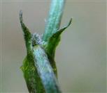  Stipules